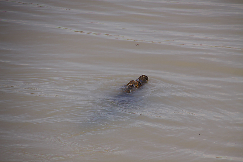 Krokodille på svøm. Foto.