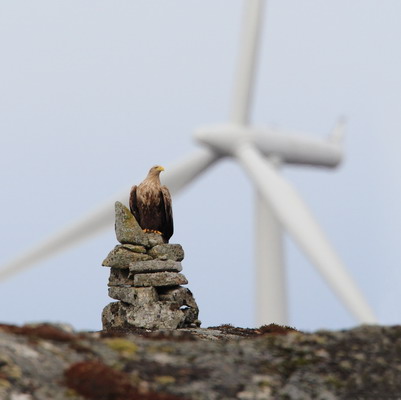 Wind energy and wildlife impacts, May 2-5 2011. 