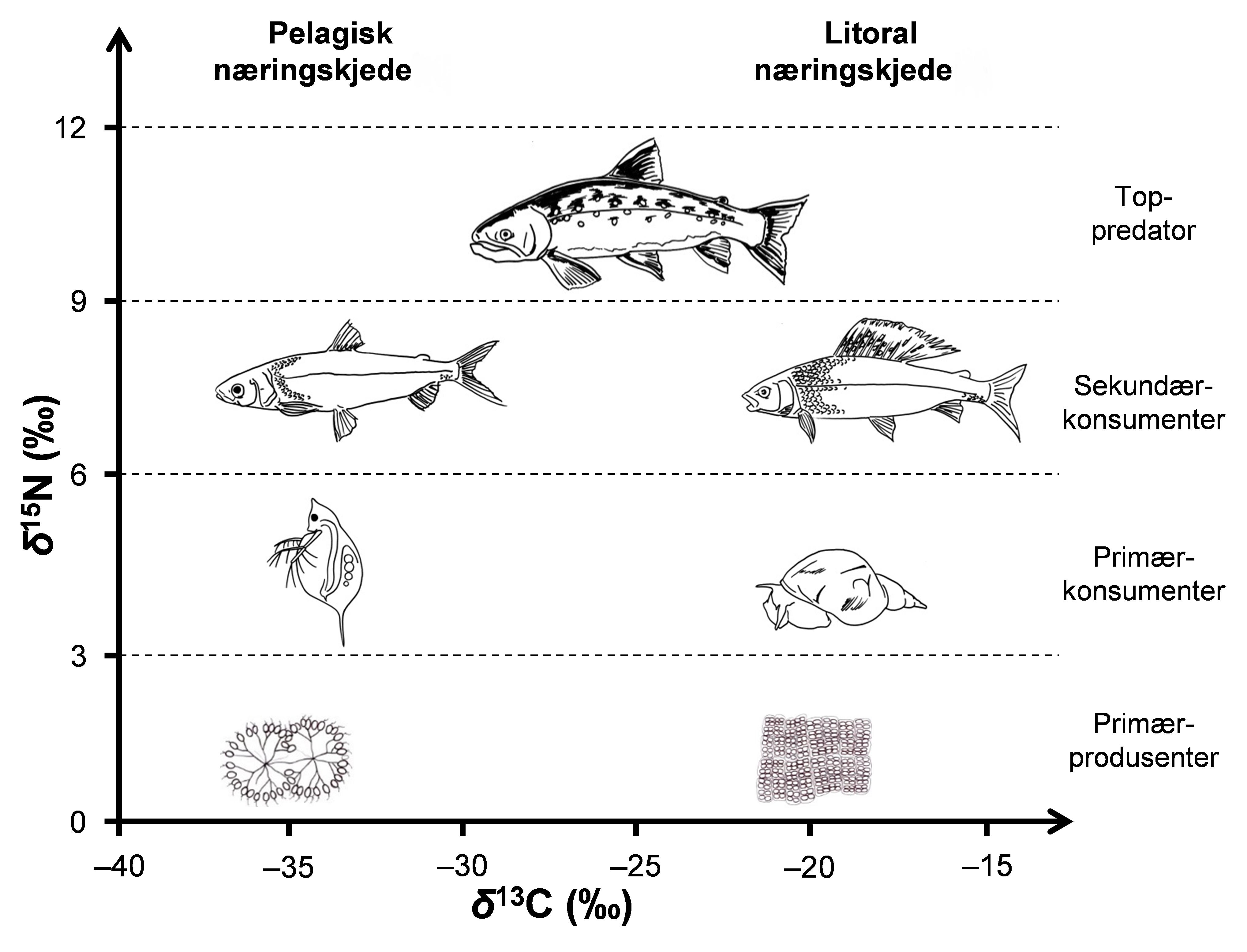 Figur som viser forskjellen på pelagiske og littorale næringskjeder og trofiske nivåer når det gjelder karbon- og nitrogenisotoper.