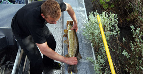 Fisken blir ikke bare talt opp, men også målt og veid før den slippes ut igjen. Foto: NINA