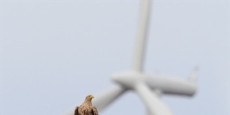 Wind energy and wildlife impacts, May 2-5 2011. 